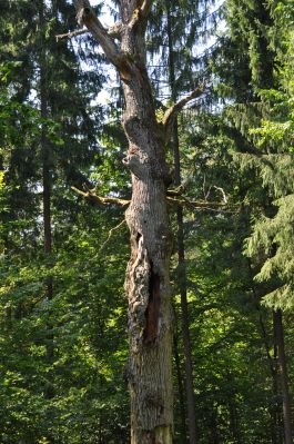 Puszcza Białowieska