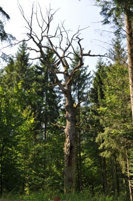 Puszcza Białowieska