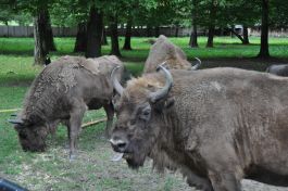 Puszcza Białowieska