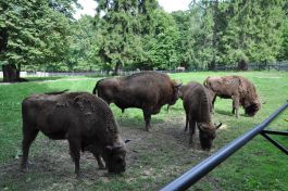 Puszcza Białowieska