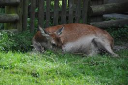 Puszcza Białowieska