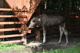 Puszcza Białowieska