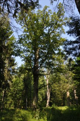 Puszcza Białowieska